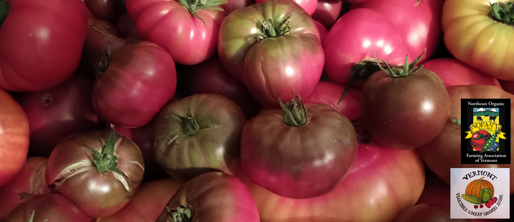 Summer Tomatoes at Uphill Farm